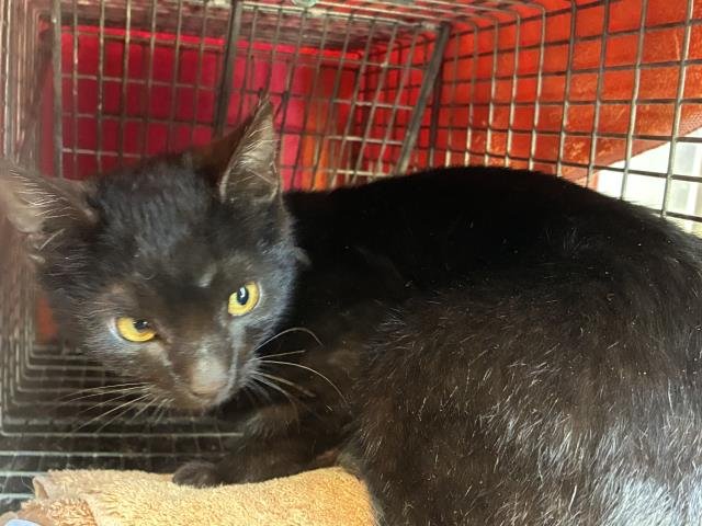 SAUTERNE 7 - Domestic Short Hair available for adoption