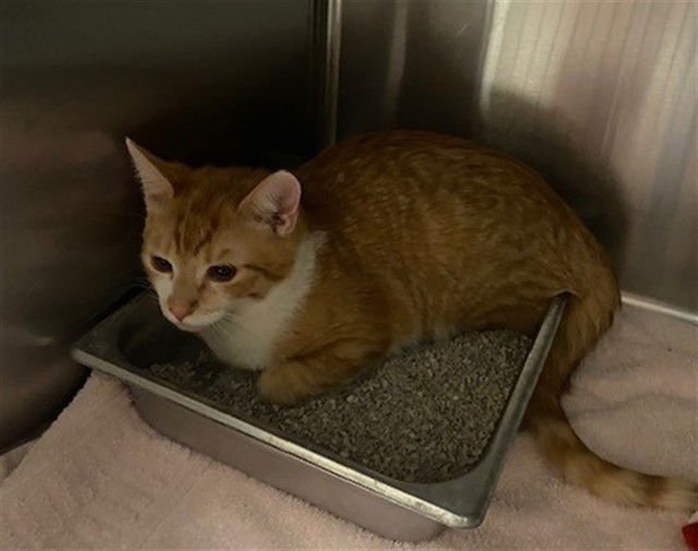 SAM - Domestic Short Hair available for adoption