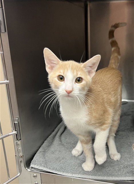 SCOOBY - Domestic Short Hair available for adoption