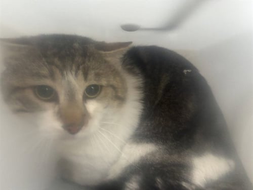 CEDARWOOD 1 - Domestic Short Hair available for adoption