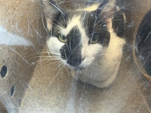 8TH 1 - Domestic Short Hair available for adoption