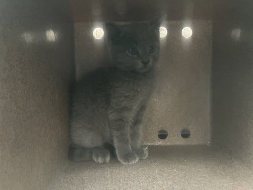 SEBASTIAN 1 - Domestic Short Hair available for adoption