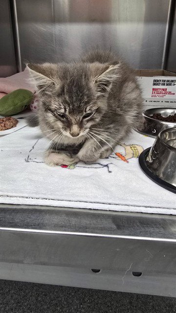 VIOLET - Domestic Short Hair available for adoption