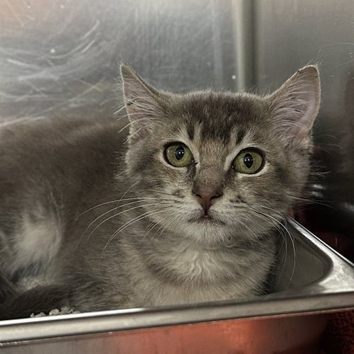 VIOLET - Domestic Short Hair available for adoption