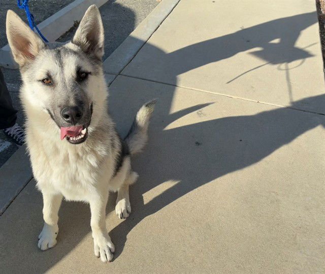 SMOKEY - Siberian Husky available for adoption