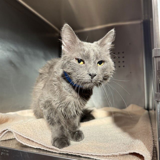 LLOYD - Domestic Medium Hair available for adoption