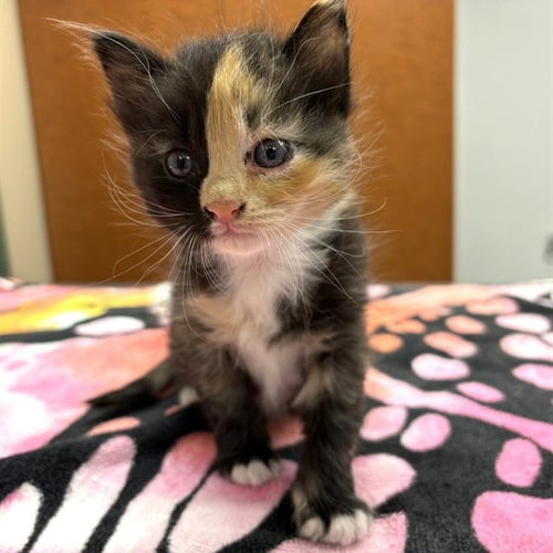 UNKNOWN - Domestic Long Hair available for adoption