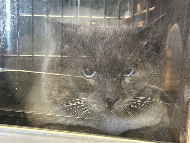 FURMAN 1 - Siamese available for adoption