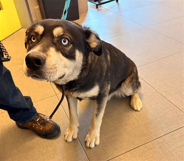 PRIMO - Siberian Husky available for adoption