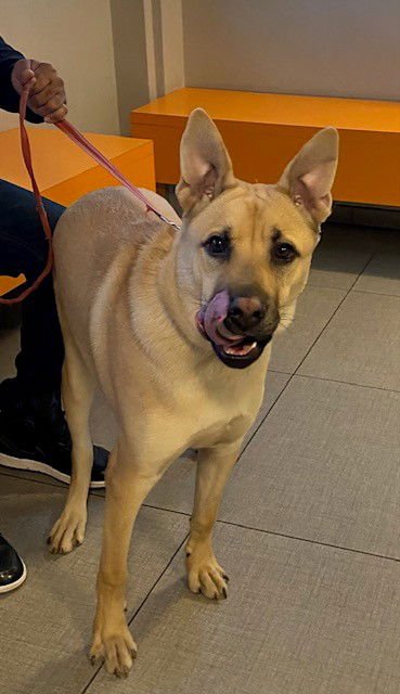 BENTLEY - German Shepherd Dog available for adoption