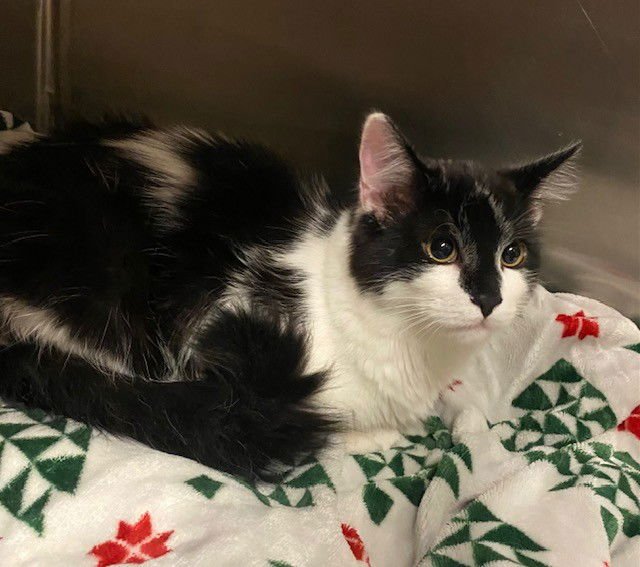 KYLE - Domestic Short Hair available for adoption