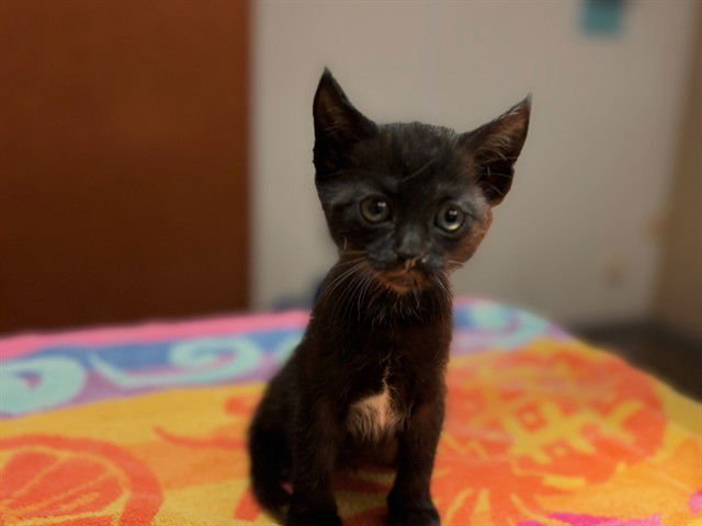 CARNIVAL - Domestic Short Hair available for adoption