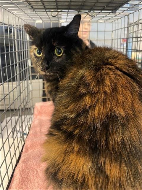 PEPPER - Domestic Medium Hair available for adoption