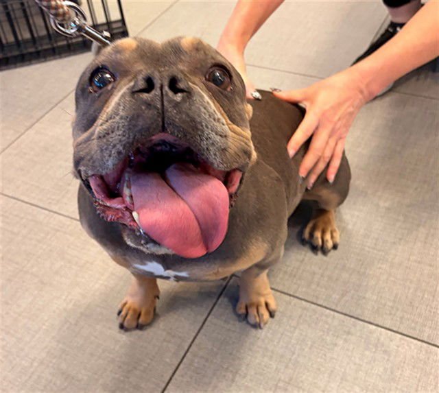 UNKNOWN - English Bulldog available for adoption