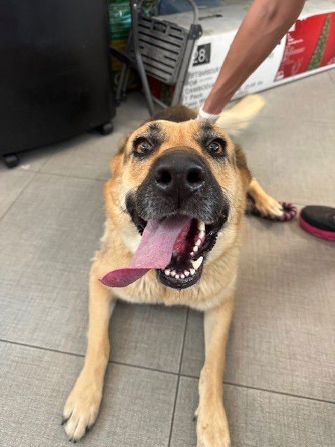 LUNA - German Shepherd Dog available for adoption