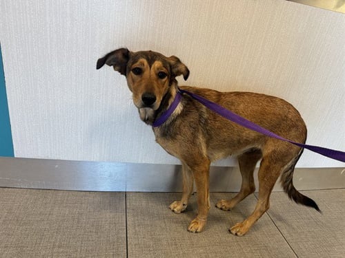 SUNNY - Doberman Pinscher for adoption in Ontario