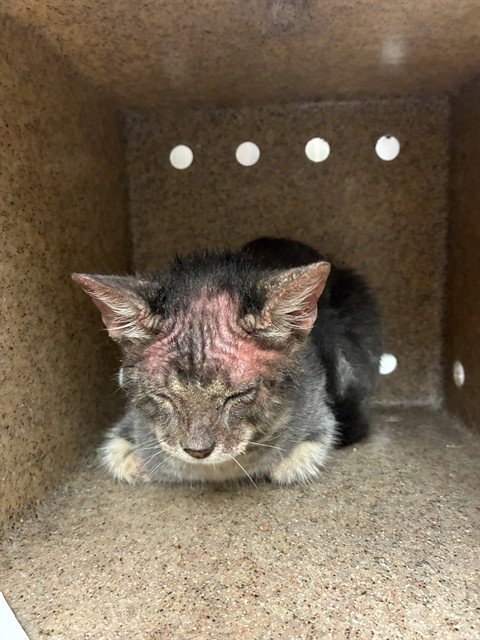 UNKNOWN - Domestic Short Hair available for adoption
