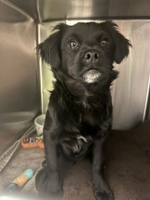 CAMERON - Chihuahua available for adoption