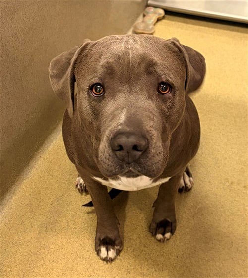 TIMBER - Pit Bull Terrier available for adoption