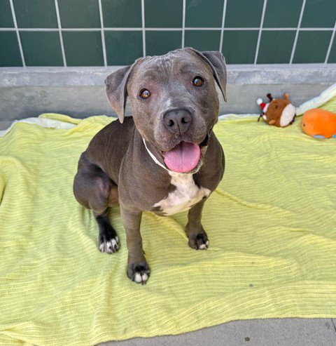 TIMBER - Pit Bull Terrier available for adoption