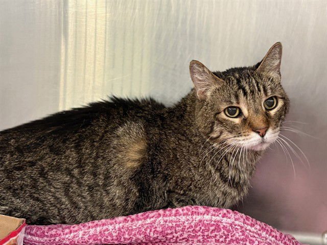 BUDDY - Domestic Short Hair available for adoption