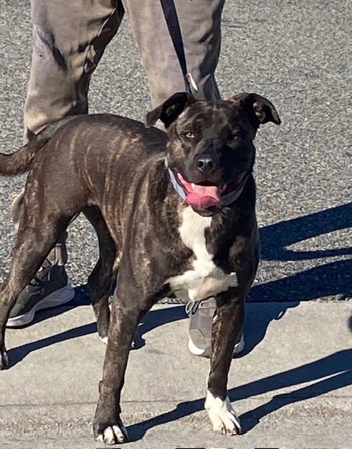 JETT - Labrador Retriever / Pit Bull Terrier available for adoption