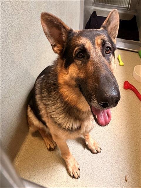 ZEUS - German Shepherd Dog available for adoption