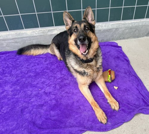 ZEUS - German Shepherd Dog available for adoption