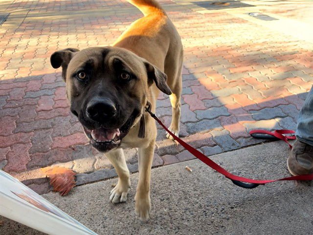 ROSIE - Mastiff available for adoption