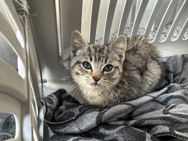 PETUNIA - Domestic Short Hair available for adoption