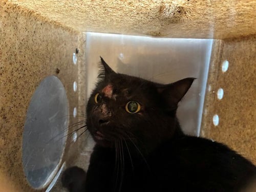 HELLMAN 6 - Domestic Short Hair available for adoption