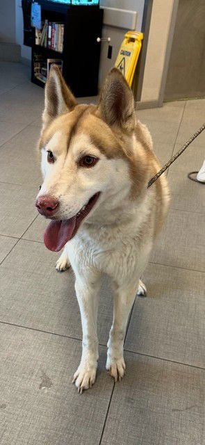 FLUFFY - Husky available for adoption