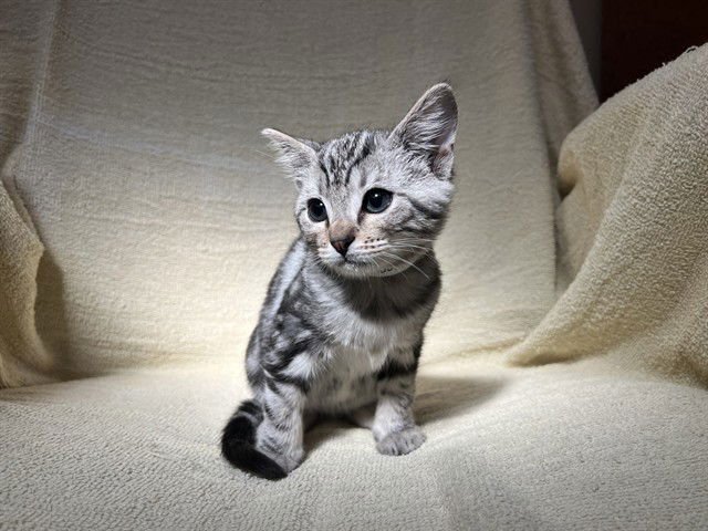 JULIETTE - Domestic Short Hair available for adoption