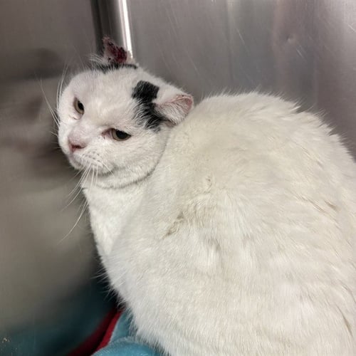 DEERBROOK 1 - Domestic Short Hair available for adoption