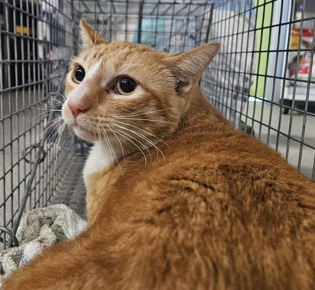 LJ - Domestic Short Hair available for adoption