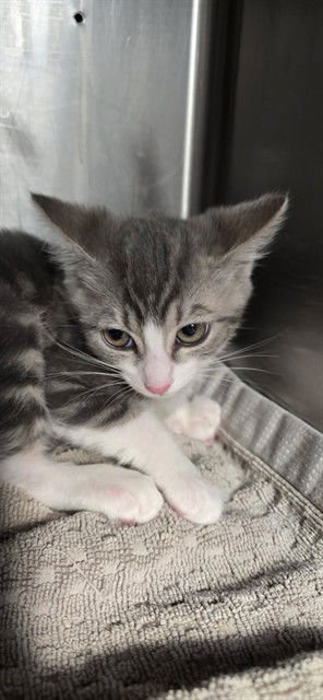 BLUEY - Domestic Short Hair available for adoption