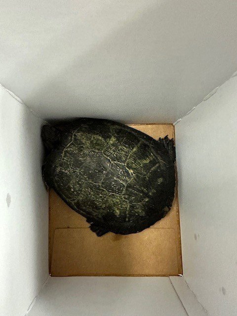 UNKNOWN - Turtle available for adoption
