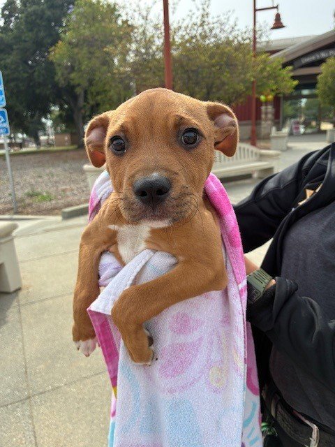 MILA - Pit Bull Terrier available for adoption