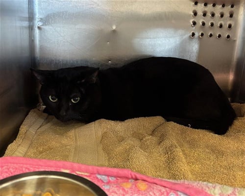 MISSEUR-OZZY - Domestic Short Hair available for adoption