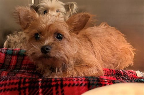 UNKNOWN - Cairn Terrier available for adoption