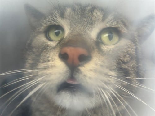 HELLMAN 3 - Domestic Short Hair available for adoption