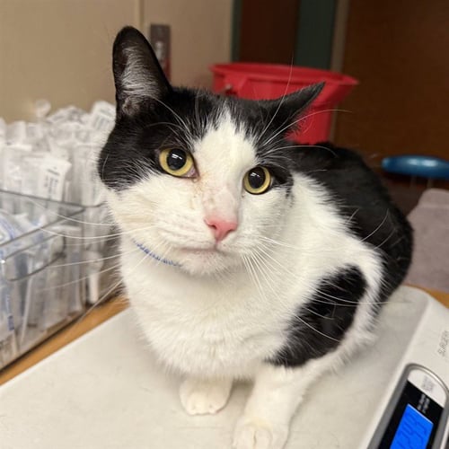 OREO - Domestic Short Hair available for adoption
