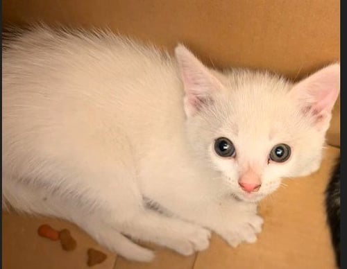 FETA - Domestic Medium Hair available for adoption