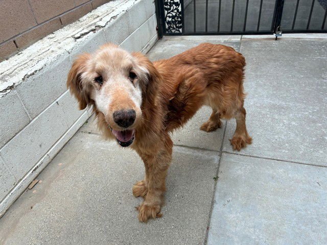 BETTY - Golden Retriever available for adoption