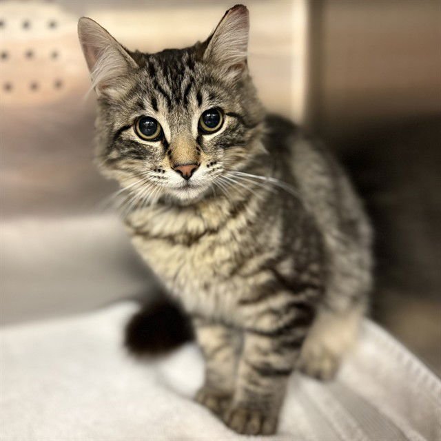 VINCENT VAN GOGH - Domestic Long Hair available for adoption