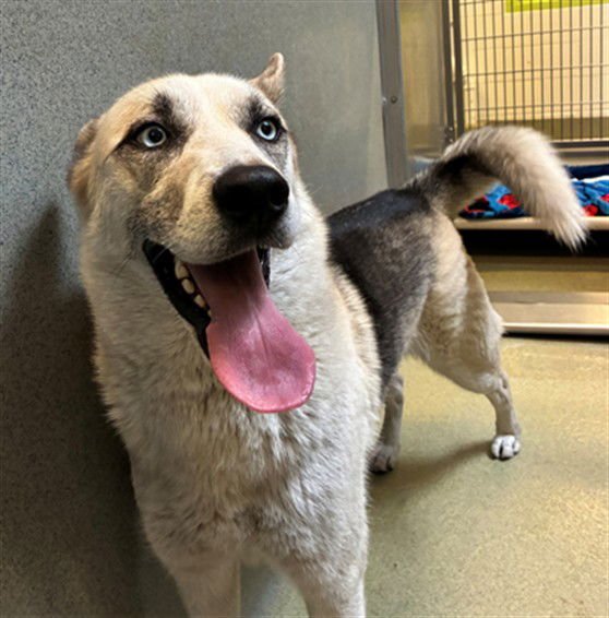 ZEUS - Siberian Husky available for adoption