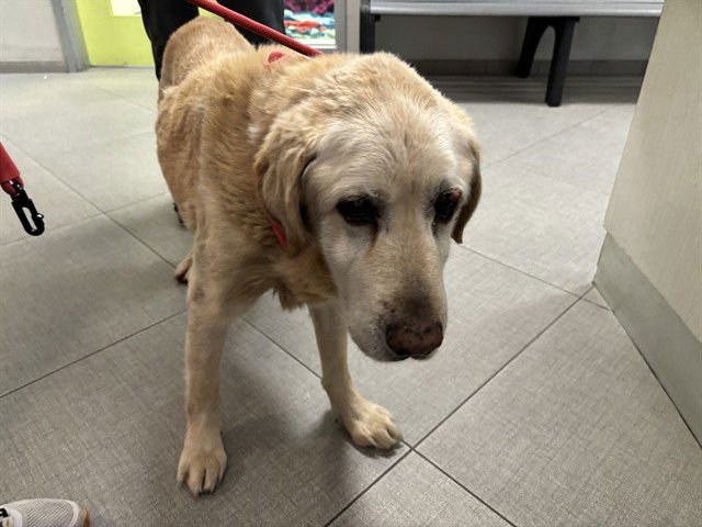 BENJAMIN - Labrador Retriever available for adoption