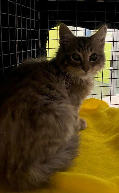 NIMBUS - Domestic Long Hair available for adoption