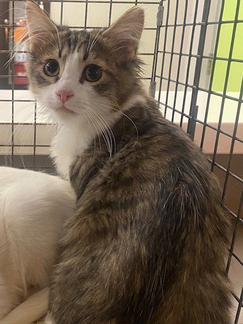 HARRY - Domestic Short Hair available for adoption