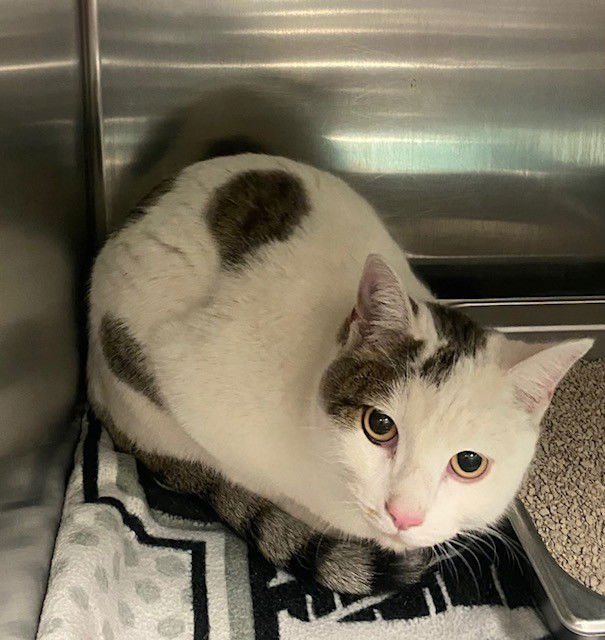 TRUE - Domestic Short Hair available for adoption